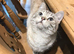 Silver and white tabby boy