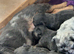 3 visible fluffy male puppies frenchies for sale !!