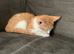 Male Kitten for sale
