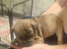 Chihuahua x staffy puppies