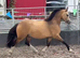 **** LOT 87 BRECON*** SMART REG SEC C****