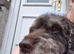 Cockapoo for sale