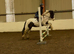 12.2hh coloured cob type mare
