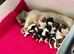 Lhasa apso puppies