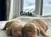 Beautiful cockapoo puppies