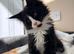 6 Beautiful full pedigree TICA registered Maine Coon kittens