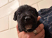 Lovely Jack Russell puppies for sale, 3 girls and 1 boy