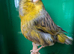 Young pair of gloster canaries