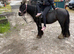 5 year old 12&rsquo;2 mare