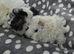 Lunkarya boar pair ready now