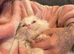 White Male Persian Chinchilla