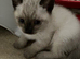 Beautiful ragdoll colourpoint kittens