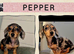 3 Beautiful Miniature Dachshund Puppies