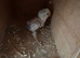 Baby love bird for sale