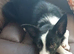 Border collie for sale