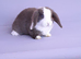 Gorgeous mini lop rabbits