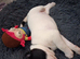 JAPANESE AKITA X STAFFIE PUPS