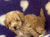 Beautiful cockapoo puppies