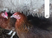 Bantam game bird cross