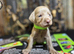 ️Adorable KC-Registered Weimaraner Puppies️