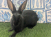 Purebred young English rabbit looking for a good home
