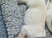 Ready to leave labrador puppies 1 girls 3boys
