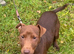 Patterdale Terrier Male
