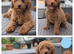 Gorgeous Cavapoo puppies