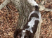 3 year old cocker spaniel stud