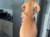 Boy mini dachshund