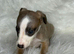 Whippet pups