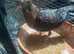 2 young Archangel pigeons