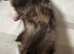 Beautiful kittens