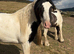 13.2hh 4 year old mare