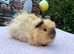 Swiss boar