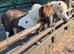 Pair of Miniature Shetland Ponies for companionship or pets