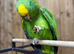 Yellow crowned Amazon