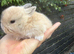 Baby Rabbits