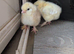 Chicks