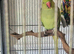 2 male green ringnecks