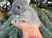 Baby Netherland Dwarf Rabbits Bunny Bunnies