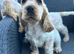 show type cocker spaniel pup !!! boy READY NOW !!!