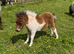 Show quality miniature Shetland filly foal