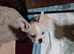 2 male french bulldog