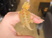 Baby Bearded Dragons- Ashford TW15
