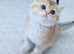 Beautiful fluffy teddy Golden and Silver pointed British Shorthair kittens