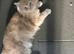 Want to give my cat a new home