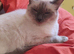 Stunning girls looking for retirement homes