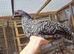 Ayam Cemani zombies