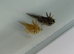 Axolotl